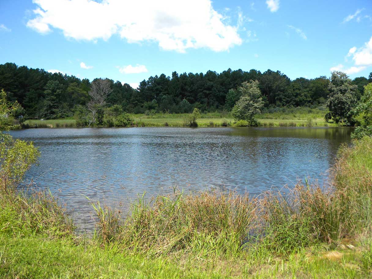 Pond Dye